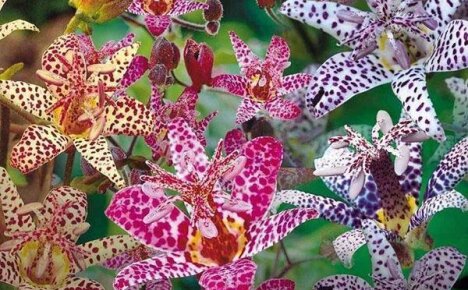 Садовая орхидея трициртис: мастерство выращивания и портфолио сортов