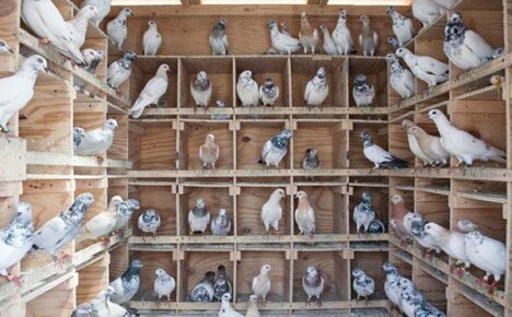 Как разводить голубей в домашних условиях