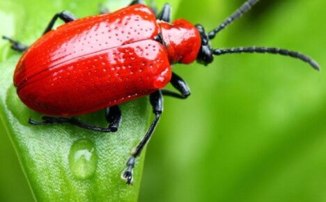 Чем опасны красные жуки на лилиях и как от них избавиться