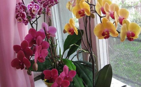 Орхидея фаленопсис — цветок бабочка нуждается в особом уходе