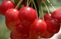 Зимостойкая и урожайная черешня Юлия — будут ли плоды без дополнительного опыления