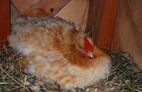 Как посадить курицу на яйца — советы от опытных птицеводов