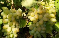 Самый сладкий и устойчивый ранний гибрид — виноград Тимур, описание сорта