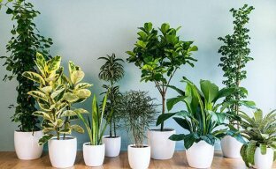 Неприхотливые комнатные растения: рейтинг самых популярных