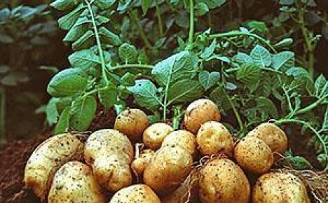 Сроки полива картофеля в открытом грунте