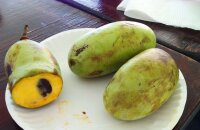 Чем особенно и важно банановое дерево — польза плодов азимины