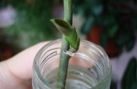 Как вырастить орхидею из цветоноса — три простых способа получить деток