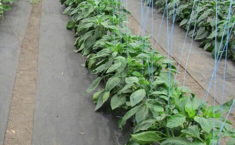 Преимущество применения агроволокна при выращивании овощей на дачных грядках