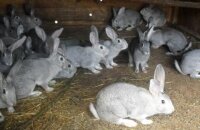 Как содержать кроликов: клеточное и вольное разведение