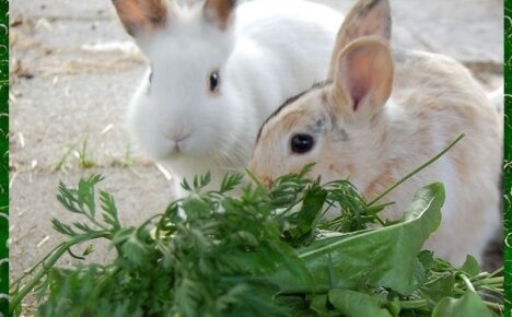 Ядовитые растения для кроликов – как не ошибиться с выбором зеленого корма