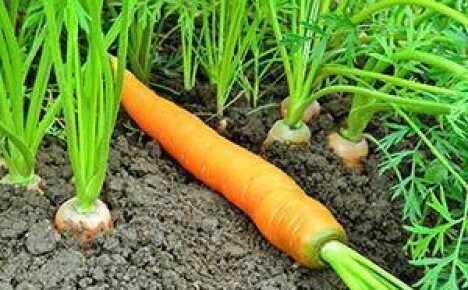 Полив и подкормка моркови