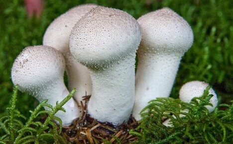 Вкусный и полезный гриб дождевик, описание и использование
