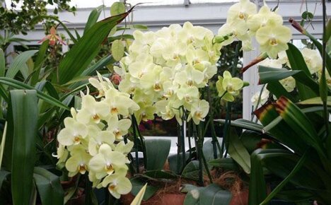 Как размножить орхидею в домашних условиях