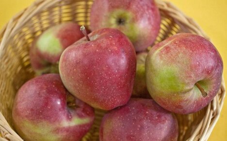 Зимние сорта яблок для выращивания на приусадебном участке