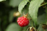 Почему рассыпаются ягоды малины — возможные причины потери урожая