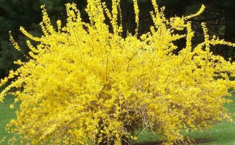Желтый кустарник форзиция – яркое украшение сада