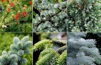 Поговорим немного о ботанике — сколько видов хвойных растений