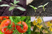Вегетация растений — что это такое и чем отличается от вегетационного периода