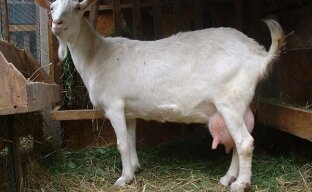 Один из важных этапов козоводства — выбор дойной козы