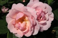 Так ли устойчива, как нежна, роза парковая Мархенланд
