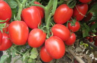 Можно ли консервировать целиком томат Столыпин — ранний холодостойкий сорт