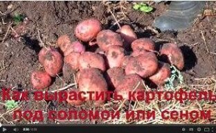 Видео: выращивание картофеля под соломой или сеном