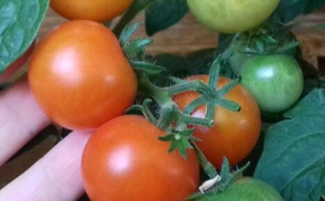 Выберите неприхотливый томат Роткэппхен (Красная шапочка) для своего участка