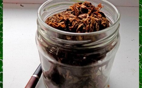 Как ферментировать табак в домашних условиях – простые и эффективные способы