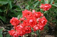 Что собой представляет роза Глория Мунди и в чем ее особенность