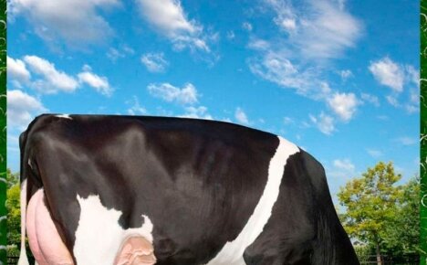 Выбираем для личного подсобного хозяйства молочные породы коров