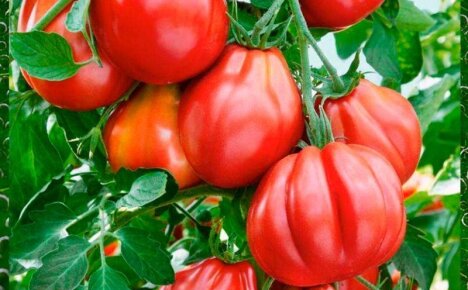 Крупноплодный сорт помидор Инжир – отличный выбор для дачной грядки