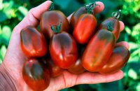 Хоть и мелкие, но сладкие и необычные помидоры Черный мавр — в чем особенность сорта