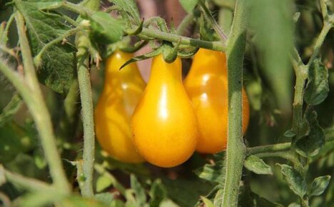 Выращивание помидор Медовая капля: посадка и правильный уход