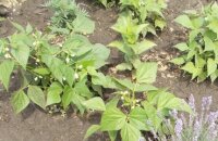 Как вырастить фасоль: кратко о посадке и уходе в открытом грунте