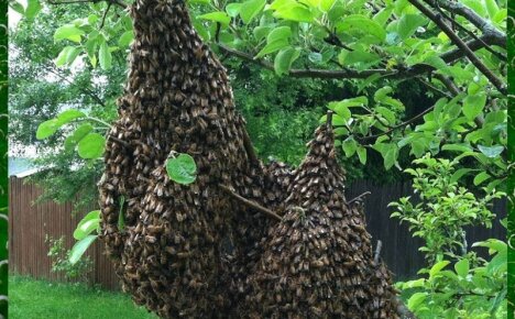 Роение пчел — природное явление, которое можно контролировать