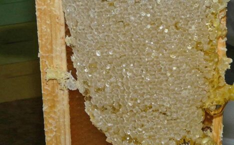 Пчеловоды точно знают, что такое забрус и «с чем его едят»
