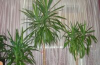 Уход за юккой в домашних условиях — неприхотливый многолетник для занятых цветоводов пальмой