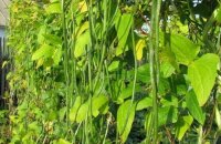 Как выращивать вигну овощную — секреты обильного урожая