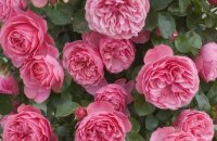 Супермахровая и обильноцветущая роза Леонардо да Винчи — энциклопедия роз о лучшем сорте флорибунда