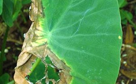 Причины появления различных пятен на листьях алоказии и как с этим бороться