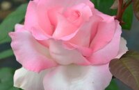 Вкусным ароматом и крупными бутонами вас порадует роза Гранд Сьекль