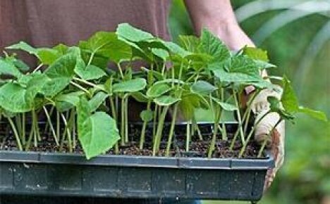 Кассетные емкости  для выращивания рассады овощных и цветочных культур