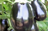 Сорт баклажанов Черный красавец — где выращивать и каким урожаем он порадует