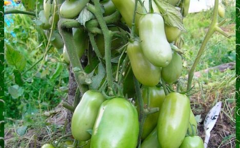 Для получения высокого урожая на дачной грядке высаживаем томат Каспар