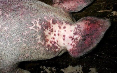 Болезнь свиней рожа опасна не только для животных