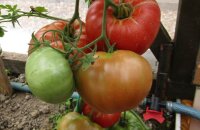 Когда покраснеет первый овощ на ваших грядках — томат Король ранних