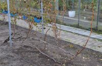 Побелка винограда осенью — готовим виноградник к зимовке и защищаем его от болезней
