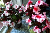 Цветок Ванька мокрый — уход в домашних условиях за бальзамином