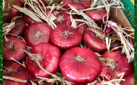 Как вырастить ялтинский лук в Подмосковье – основные секреты хорошего урожая