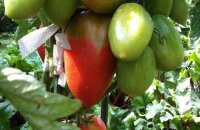 Кустик молод и мал, да плодовит и удал — томат Петруша Огородник, лучший выбор для открытого грунта